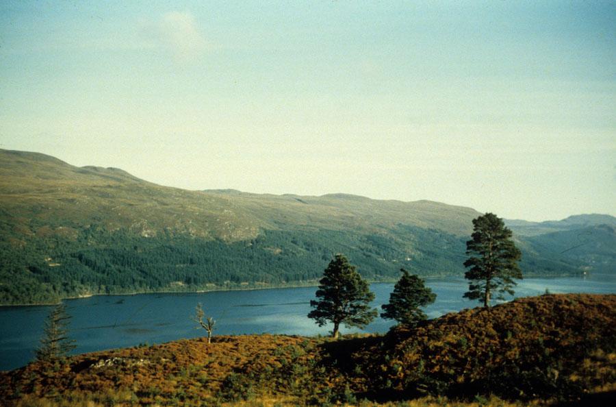 Remains Of Caledonian Forest, North Scotland
